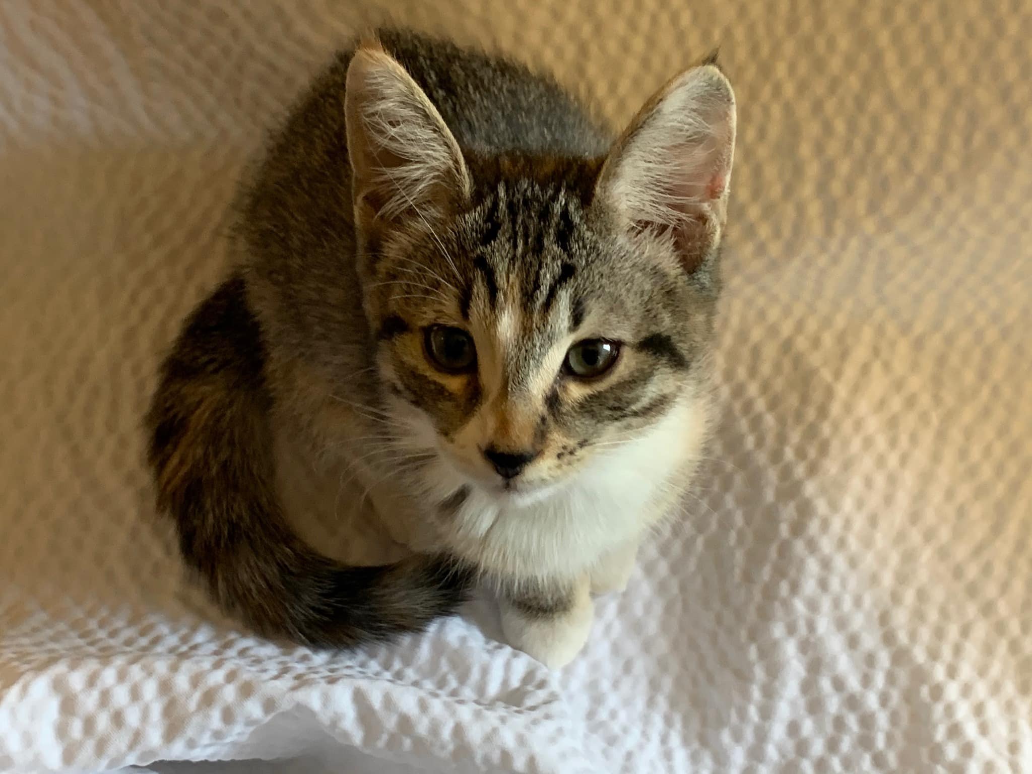 Mittens