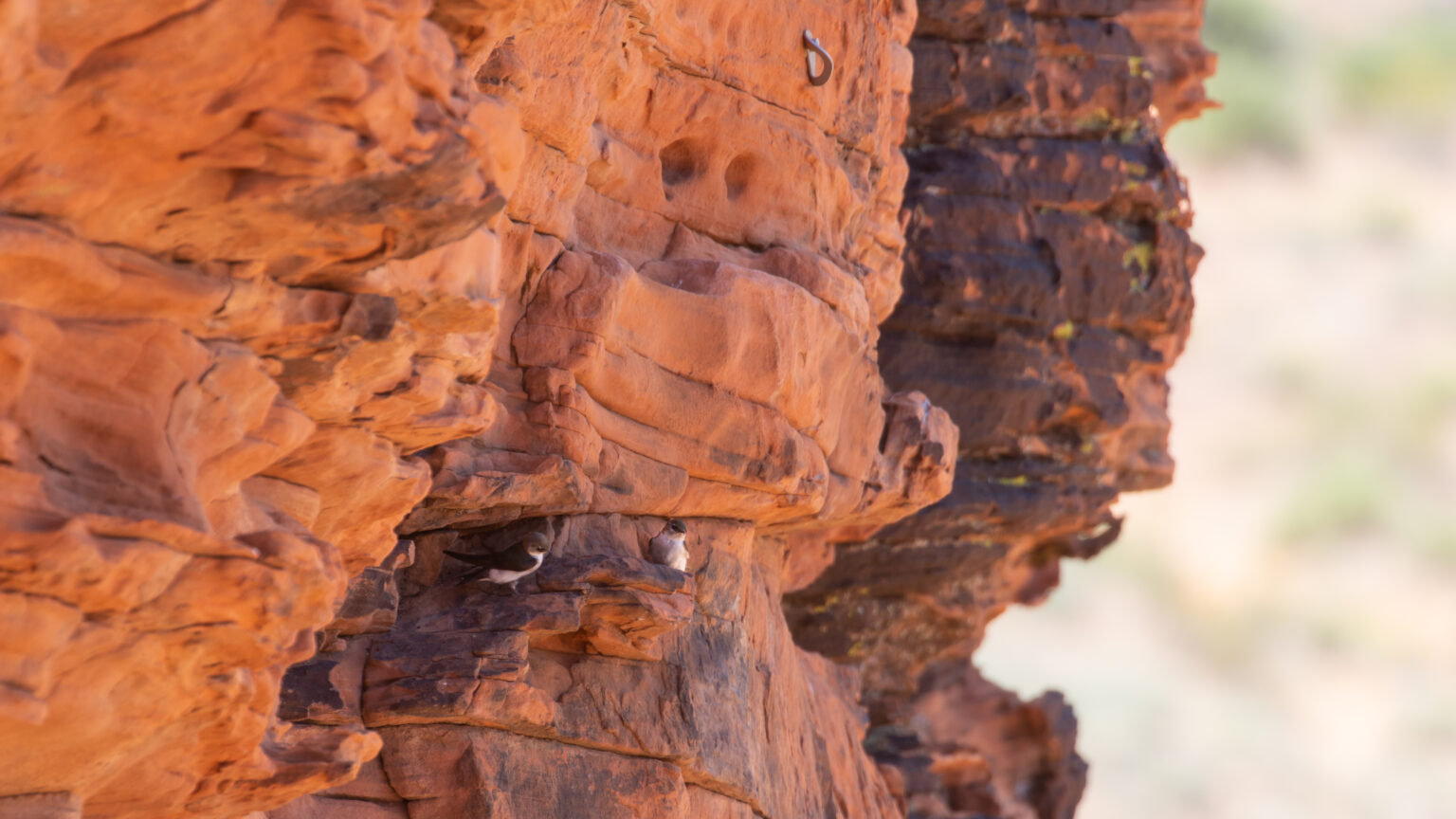 Fall Birdwatching in Southern Utah: Discovering Avian Diversity