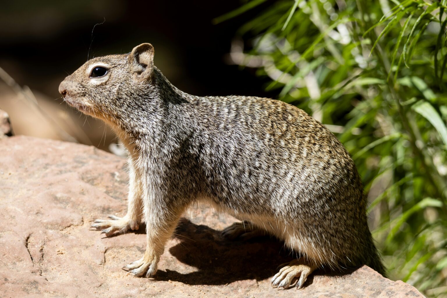 Discover Wildlife Delights: Animals to Spot in the Fall