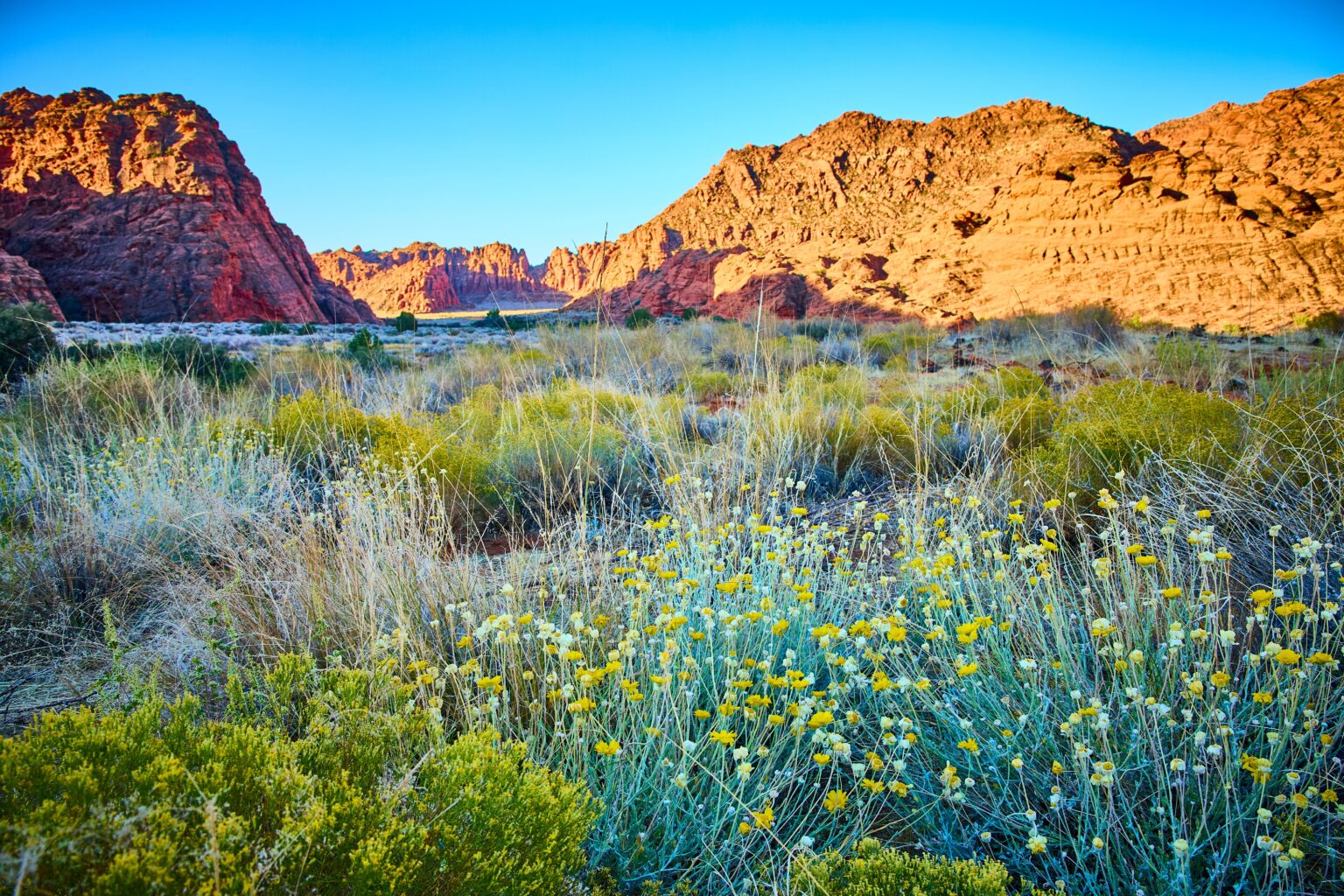 Spring Wildflower Blooms in Southern Utah